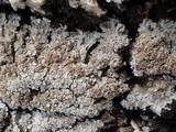 Pannaria rubiginosa image