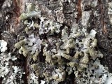 Hypogymnia farinacea image