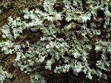 Hypotrachyna endochlora image