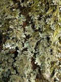 Parmelinopsis minarum image