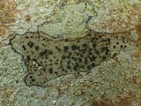 Lecidella elaeochroma f. elaeochroma image
