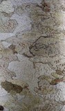 Lecanora albella image