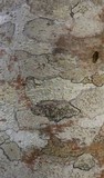 Lecanora albella image