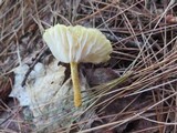 Cyptotrama chrysopepla image
