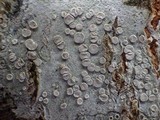 Lecanora albella image