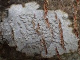 Lecanora albella image