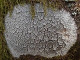 Phaeographis dendritica image