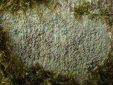 Pertusaria hymenea image