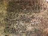 Arthonia spadicea image