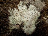 Image of Protoblastenia cyclospora