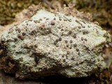 Protoblastenia cyclospora image
