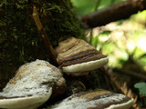 Fomitopsis ochracea image