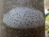 Julella vitrispora image