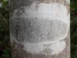 Julella vitrispora image