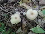 Entoloma subserrulatum image