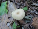 Entoloma subserrulatum image