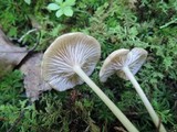 Entoloma subserrulatum image