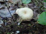 Entoloma subserrulatum image