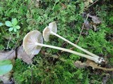 Entoloma subserrulatum image