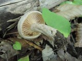 Lactarius pyrogalus image