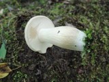 Boletus pallidus image