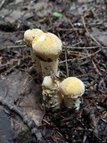 Hypomyces hyalinus image