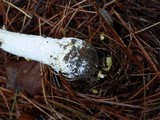Hypomyces hyalinus image