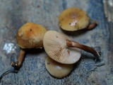 Kuehneromyces mutabilis image
