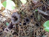 Craterellus caeruleofuscus image