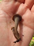 Craterellus caeruleofuscus image