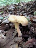 Cantharellus lateritius image