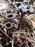 Craterellus caeruleofuscus image