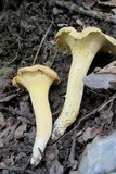 Cantharellus lateritius image
