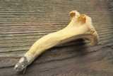 Cantharellus lateritius image