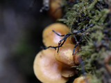 Kuehneromyces mutabilis image