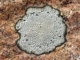 Aspicilia cinerea image