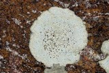 Aspicilia cinerea image