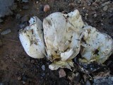 Boletus rubriceps image