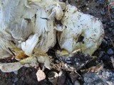 Boletus rubriceps image