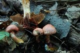 Cortinarius bolaris image