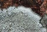 Aspicilia cinerea image