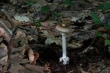 Amanita solaniolens image