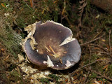 Russula olivacea image