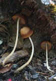Parasola conopilea image