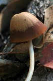 Parasola conopilea image