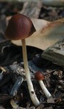 Parasola conopilea image