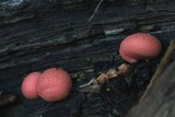 Lycogala epidendrum image
