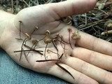 Marasmius pallidocephalus image