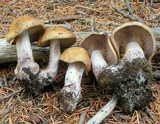 Cortinarius occidentalis image