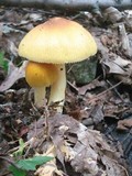 Amanita banningiana image